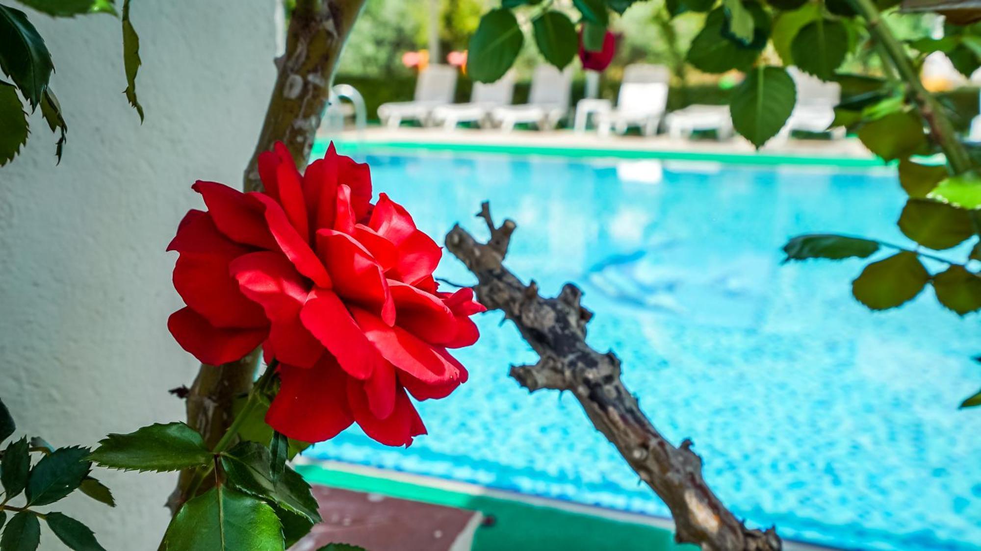 Catty Cats Garden Hotel Сиде Екстериор снимка